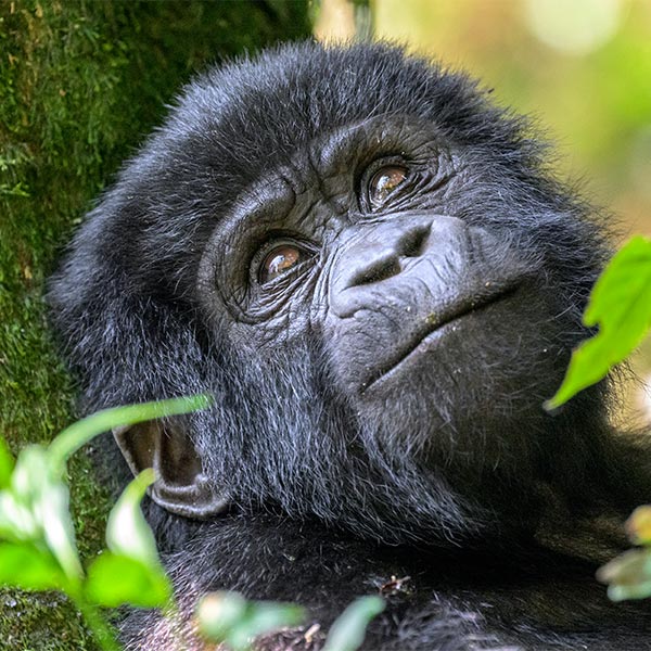 Beeindruckend: Der Ruwenzori