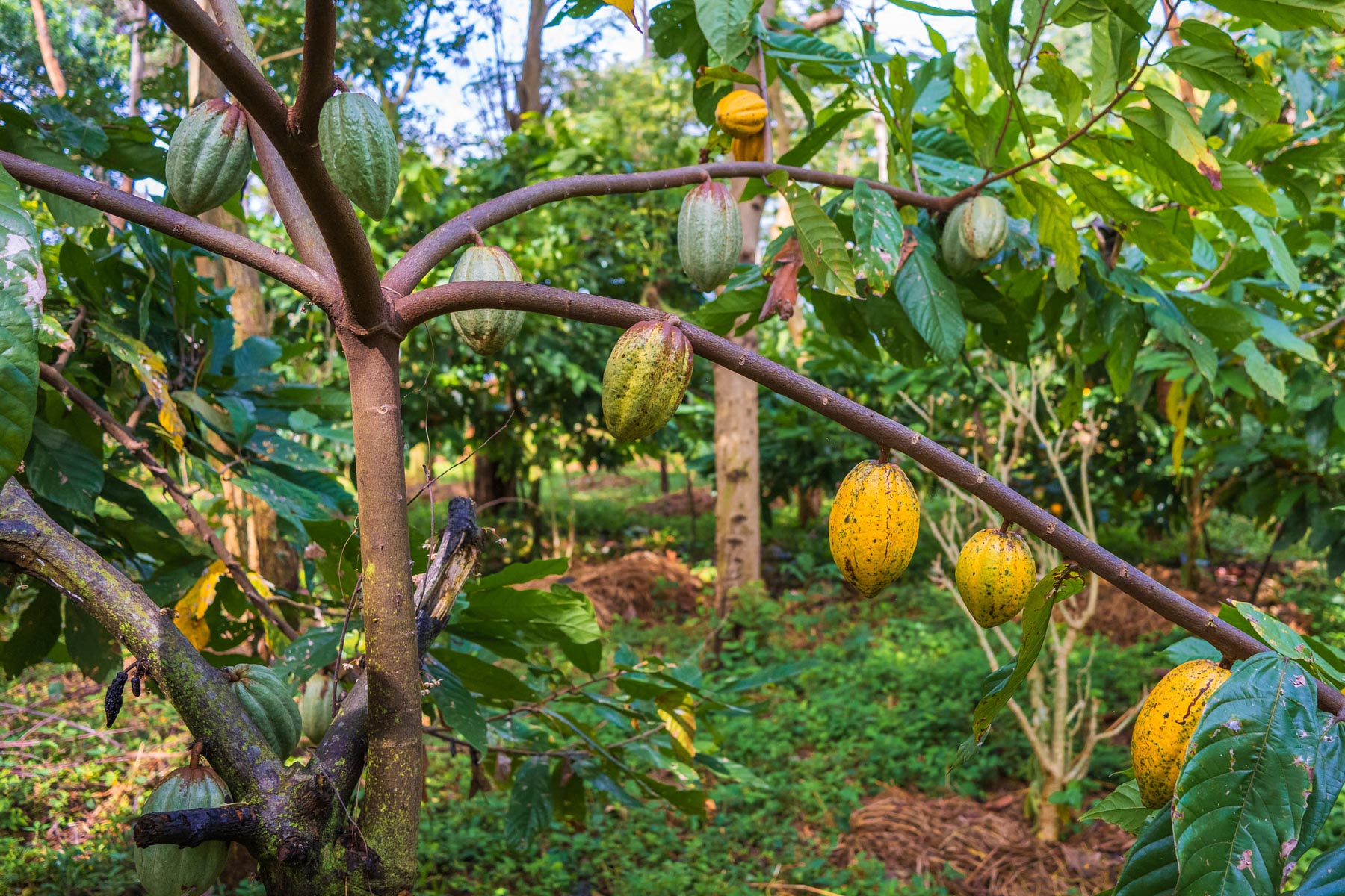 MondbergeProjekt_Uganda_Baumsetzlinge