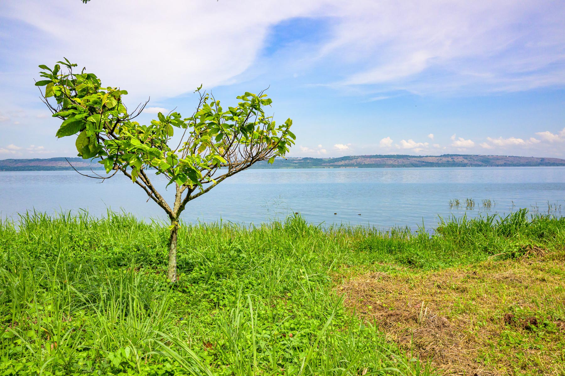 MondbergeProjekt_Uganda_Baumsetzlinge
