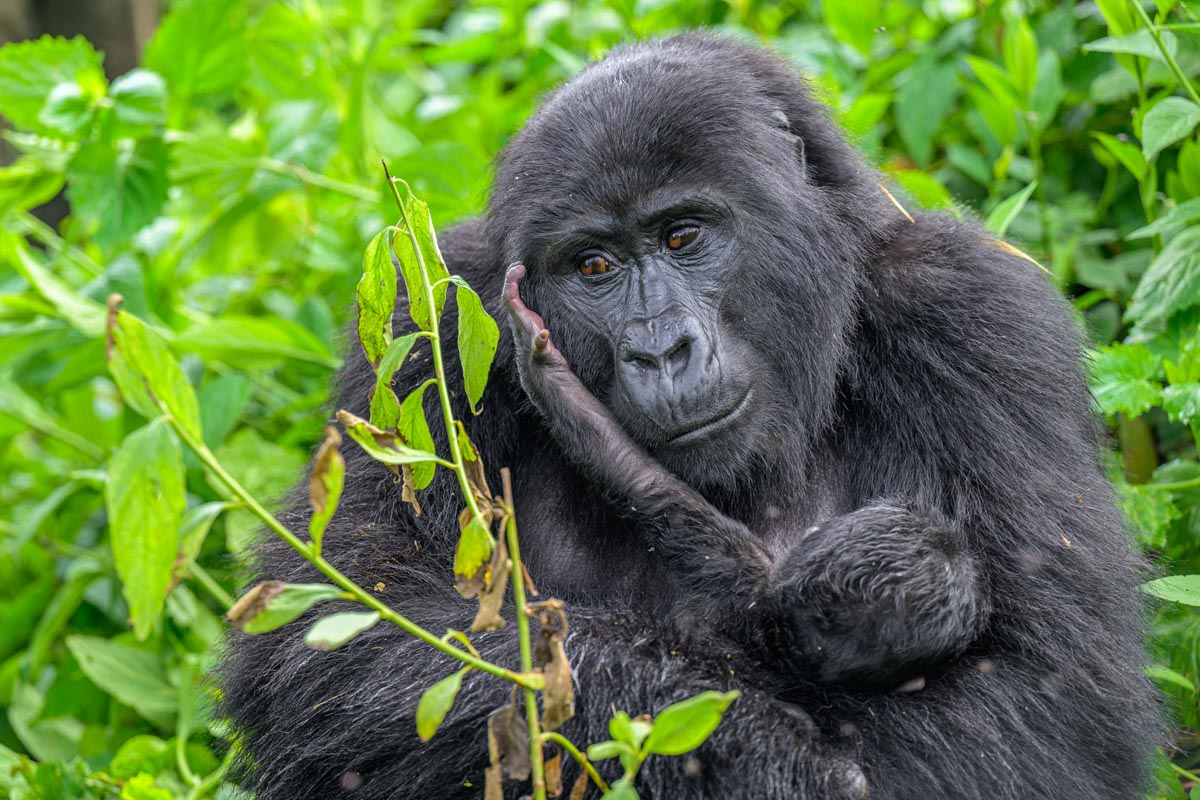 MondbergeProjekt_Uganda_Baumsetzlinge