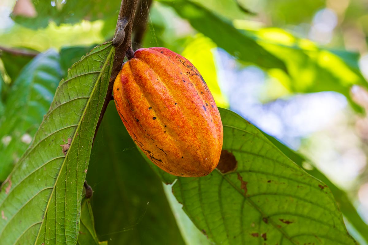 MondbergeProjekt_Uganda_Baumsetzlinge